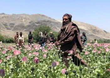 अफगानिस्तानमा अफिम उत्पादन ९५ प्रतिशतले घट्यो
