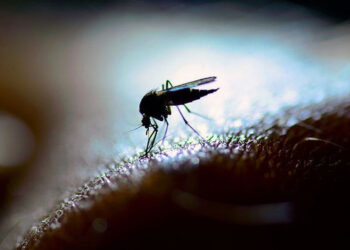 जनवरीमा श्रीलङ्कामा ५ हजारभन्दा बढी डेंगीका बिरामी