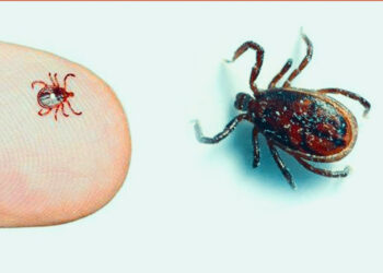 स्क्रब टाइफसबाट चितवनमा ४ जनाको मृत्यु