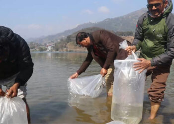 विश्व सिमसार दिवसमा फेवातालमा माछाको भुरा छोडियो