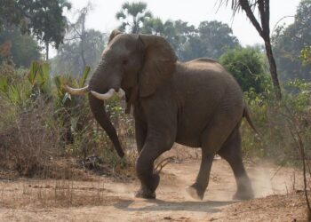 झापामा हात्तीले ४ घरमा क्षति गरे